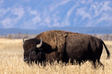 Grand Teton Ulusal Parkı 'nda sonbaharda bir bizon.