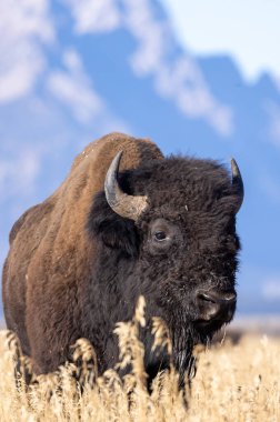 Grand Teton Ulusal Parkı 'nda sonbaharda bir bizon.