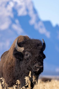 Grand Teton Ulusal Parkı 'nda sonbaharda bir bizon.