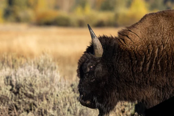 Grand Teton Ulusal Parkı 'nda sonbaharda bir bizon.