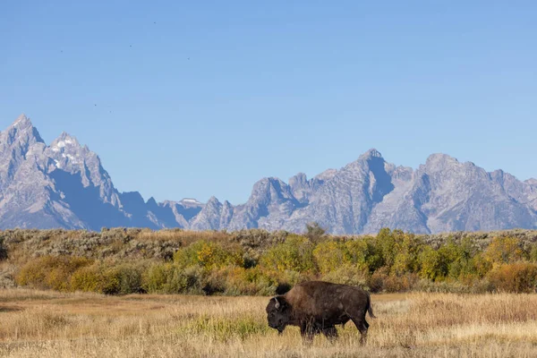 stock image a bison in Grand Teton National Park Wyoming in autumn