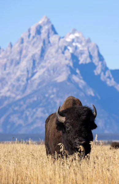 stock image a bison in Grand Teton National Park Wyoming in autumn