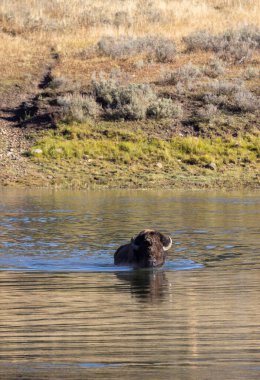 Sonbaharda Yellowstone Nehri 'ni geçen bir bizon.