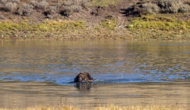 Sonbaharda Yellowstone Nehri 'ni geçen bir bizon.