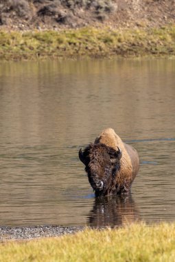 Sonbaharda Yellowstone Nehri 'ni geçen bir bizon.