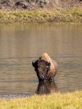 Sonbaharda Yellowstone Nehri 'ni geçen bir bizon.