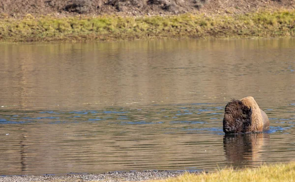 stock image a bison crossing the Yellowstone River in autumn