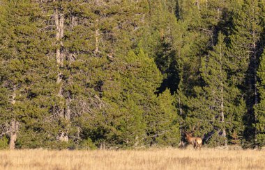 Sonbaharda Wyoming 'de tekdüze bir geyik.