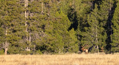 Sonbaharda Wyoming 'de tekdüze bir geyik.