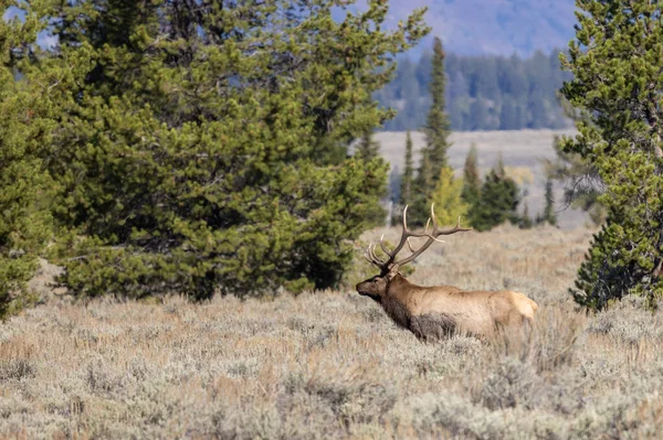 Býk Losa Během Říje Wyomingu Podzim — Stock fotografie