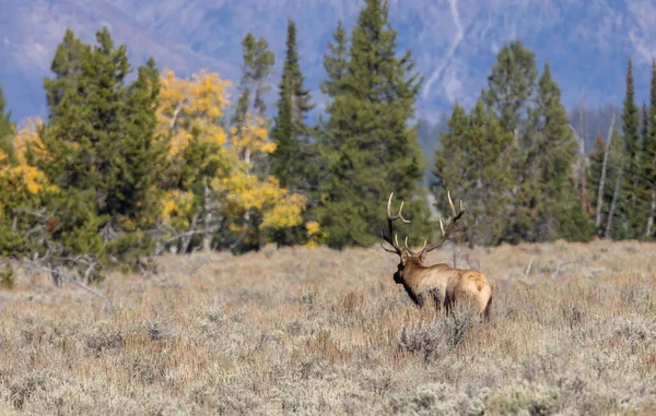 Wapiti Taureau Pendant Ornière Dans Wyoming Automne — Photo