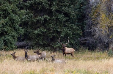 Sonbaharda Wyoming 'de tekdüze bir boğa ve inek geyiği.