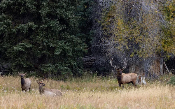 Ein Bulle Und Ein Kuh Elch Während Der Trab Wyoming — Stockfoto