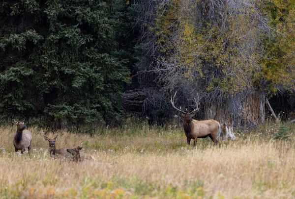 Bull Cow Elk Rut Wyoming Autumn — Stock Photo, Image
