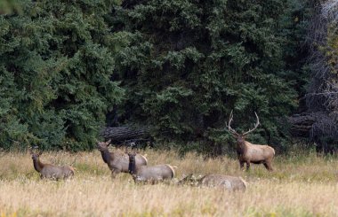 Sonbaharda Wyoming 'de tekdüze bir boğa ve inek geyiği.