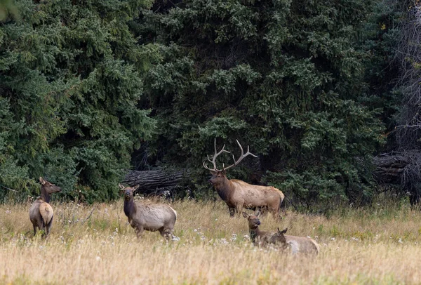Tjur Och Älg Ruffen Wyoming Hösten — Stockfoto