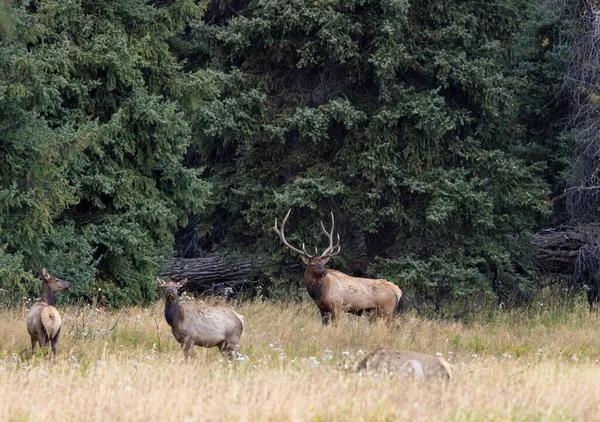 Tjur Och Älg Ruffen Wyoming Hösten — Stockfoto