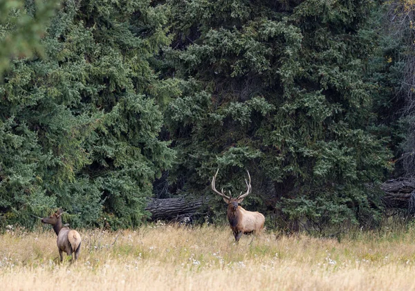 Ein Bulle Und Ein Kuh Elch Während Der Trab Wyoming — Stockfoto