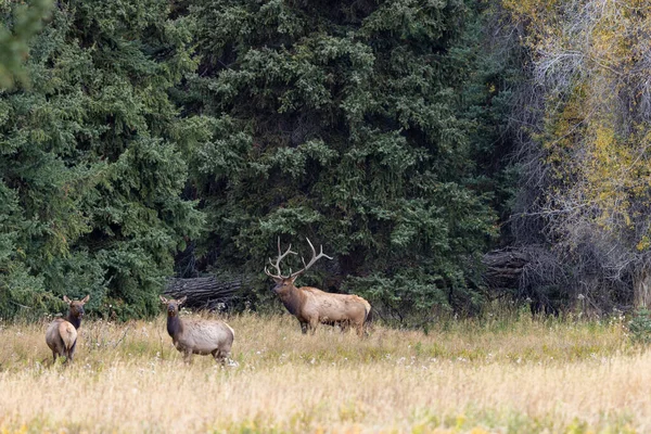 Bull Cow Elk Rut Wyoming Autumn Royalty Free Stock Photos