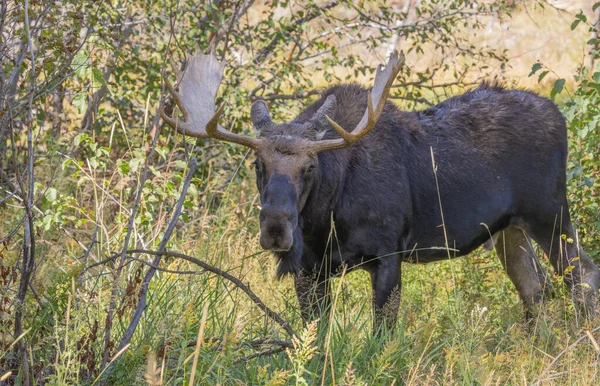 Býk Losa Během Říje Wyomingu Podzim — Stock fotografie