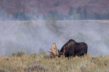 bir boğa düşme rut sırasında Wyoming shiras mus