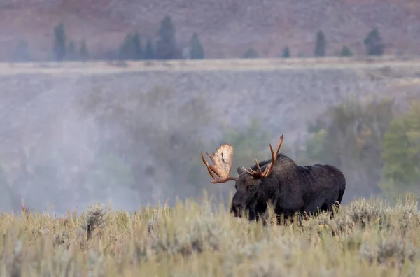 stock image a bull shiras moose in Wyoming during the fall rut