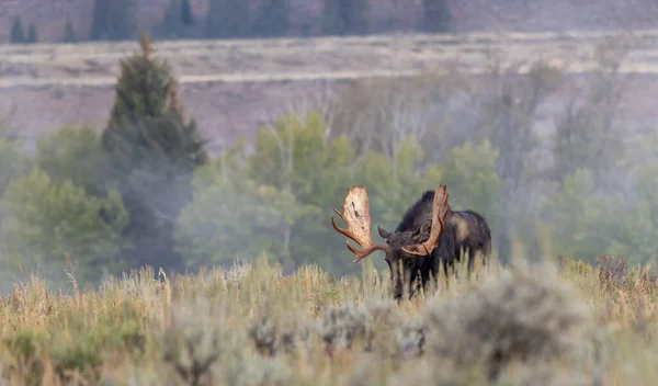 Toro Shiras Alce Wyoming Durante Rutina Otoño — Foto de Stock