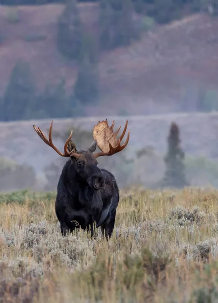 Ταύρος Σιηράζ Άλκη Στο Wyoming Κατά Διάρκεια Της Πτώσης Αποτελμάτωση — Φωτογραφία Αρχείου