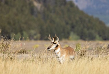 Grand Teton Ulusal Parkı 'nda sonbaharda bir antilop geyiği.