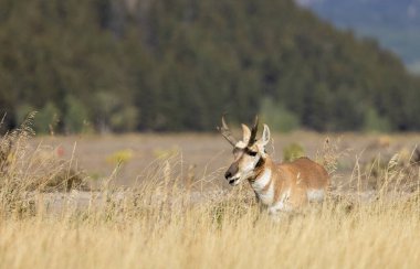 Grand Teton Ulusal Parkı 'nda sonbaharda bir antilop geyiği.