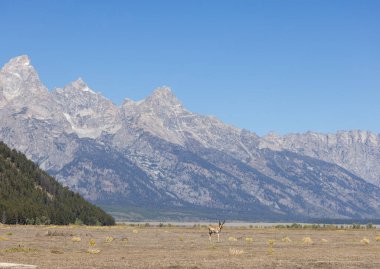 Grand Teton Ulusal Parkı 'nda sonbaharda bir antilop geyiği.