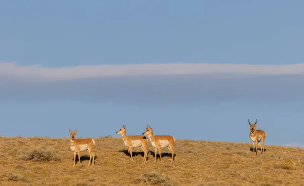 Pronghorn Antelope Buck Does Rut Wyoming Autumn — Stock Photo, Image