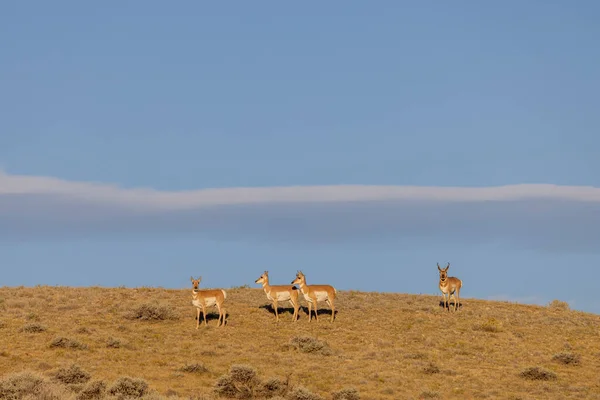 Boynuzlu Antilop Geyiği Sonbaharda Wyoming Deki Monotonluk Döneminde Bunu Yapar — Stok fotoğraf