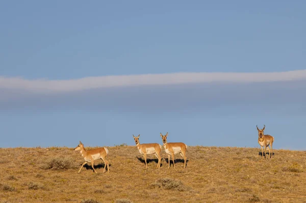 Pronghorn Antilopa Dolar Dělá Během Rutiny Wyomingu Podzim — Stock fotografie