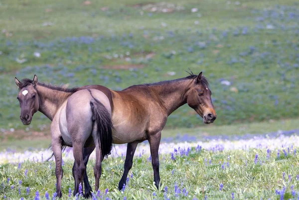 Cavalos Selvagens Nas Montanhas Pryor Montana Verão — Fotografia de Stock