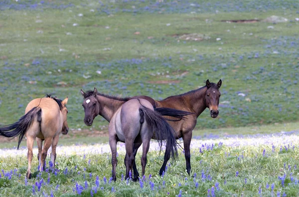 Cavalos Selvagens Nas Montanhas Pryor Montana Verão — Fotografia de Stock