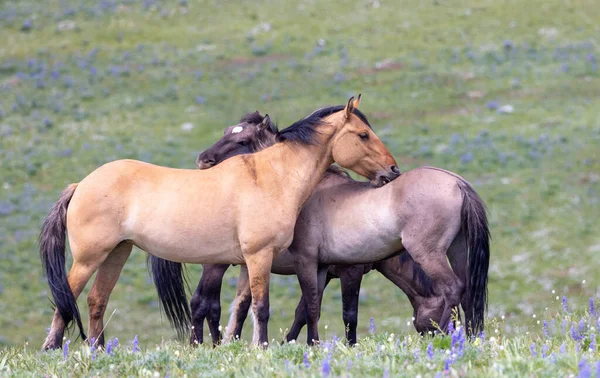 夏のプリヤー山脈モンタナで野生の馬 — ストック写真