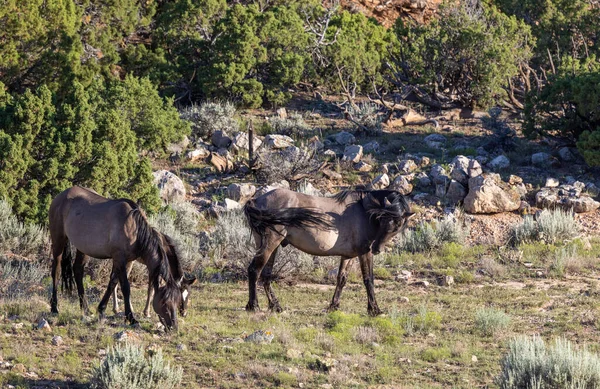 夏にはモンタナのプライヤー山脈で野生の馬の雌馬と子馬 — ストック写真