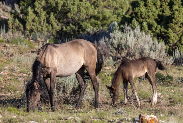 Wild Horse Mare Foal Pryor Mountains Montana Summer — Stock Photo, Image