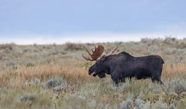 Ein Elchbulle Beim Traben Wyoming Herbst — Stockfoto