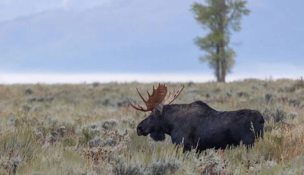 Alce Toro Durante Rutina Wyoming Otoño — Foto de Stock