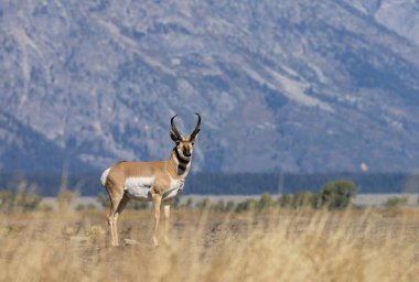 Wyoming 'de sonbaharda bir antilop geyiği.