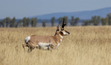 Wyoming 'de sonbaharda bir antilop geyiği.