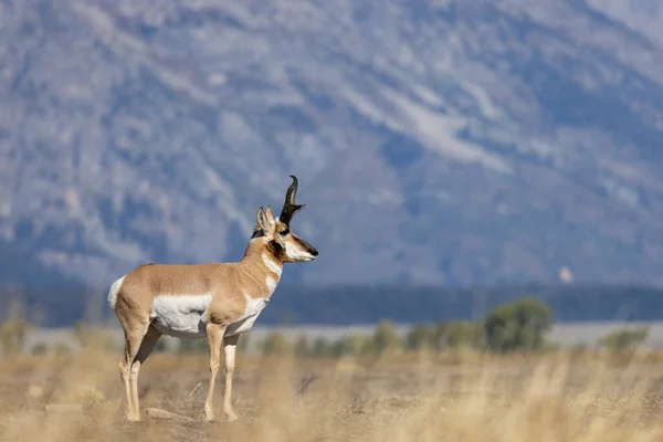 Wyomingban Ősszel Egy Antilopos Bak — Stock Fotó