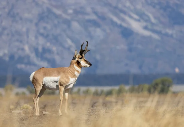 Pronghorn Antilopa Dolar Wyomingu Podzim — Stock fotografie