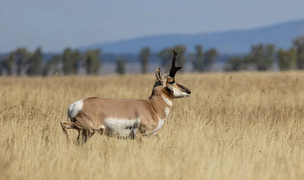 Pronghorn Antilopa Dolar Wyomingu Podzim — Stock fotografie