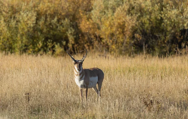 Een Pronghorn Antilopen Bok Wyoming Herfst — Stockfoto
