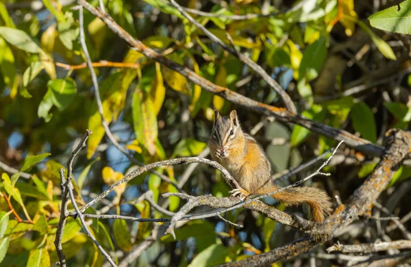 秋天怀俄明州的一只可爱的花栗鼠 — 图库照片