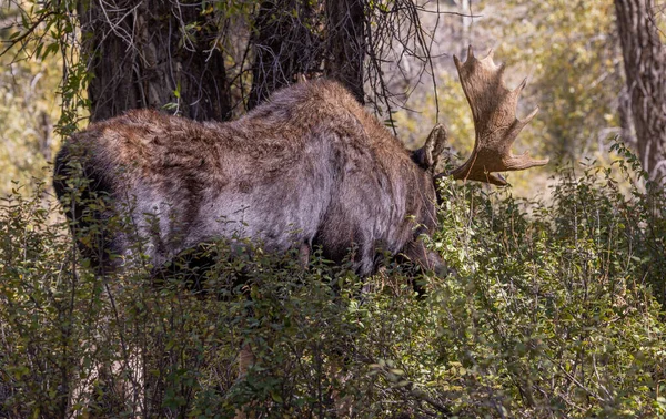 Byk Łosia Shiras Wyoming Jesieni — Zdjęcie stockowe