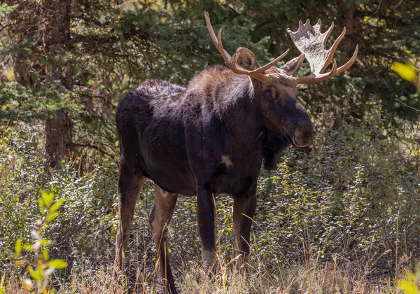 Ταύρος Άλκες Shiras Στο Wyoming Φθινόπωρο — Φωτογραφία Αρχείου